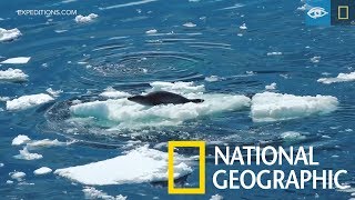 Re: [新聞] 海獅遭3虎鯨追殺 跳上船求救被無情驅趕 