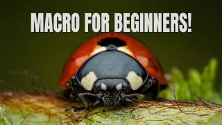 How to Start Macro Photography in 2026!