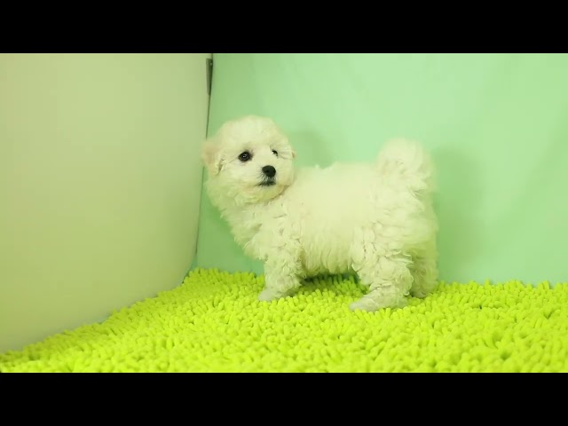 (子犬) 犬種:ビション・フリーゼ 男の子 ブリーダー マロニエケンネル MARRONNIER KENNEL k3085の画像