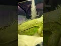 How to care for iguana. In ten seconds!