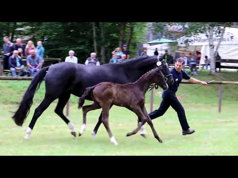 Stutfohlen von Vitalis x Fürst Romancier x Sandro Hit  "FOR SALE"