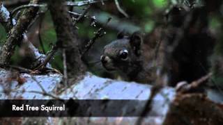Trip video of Numa Ridge Lookout.