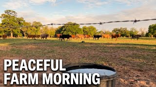 Over 1 Hour of Texas Cows Moving Through the Morning Pasture | Peaceful Farm Sounds | Start Your Day