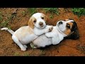 Top FUNNY PUPPIES That Are Guaranteed To Make You LAUGH