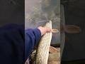 Video Thumbnail for See you later buddy! #fishing #shorts #pike