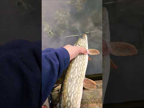 See you later buddy! #fishing #shorts #pike