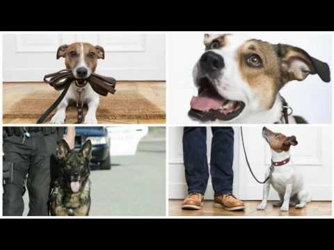 Crystal Renes Dog Training - Lynchburg, VA - (931)449-9793 | ShowMeLocal.com