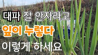 대파 잎이 누렇게 되고 잘 안자란다 지금 당장 이렇게 하세요 바로 해결