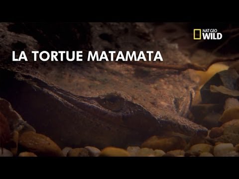 L'incroyable technique de chasse de la tortue matamata !
