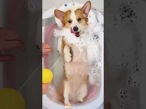 🐶 تعلّم السباحة وثاني يوم نطّ في النهر