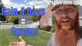 DIY How to fix Leaf spot fungus, melting out fungus, red thread fungus and overwatering. TIML June