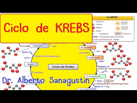 CICLO DE KREBS paso a paso #Bioquímica