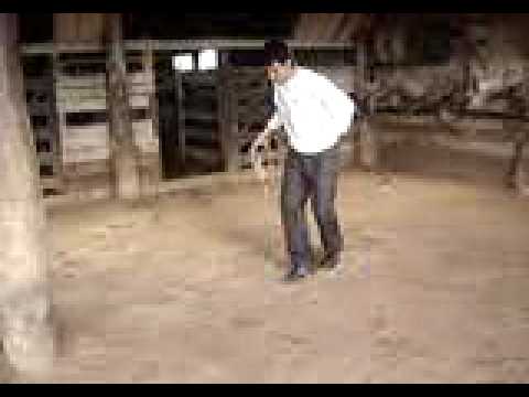 LEO ALVES O MELHOR CHULEADOR