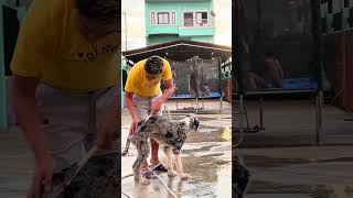 Di na malungkot ang ate Maria kasi nakahanap na tayo ng kanyang mga kalaro