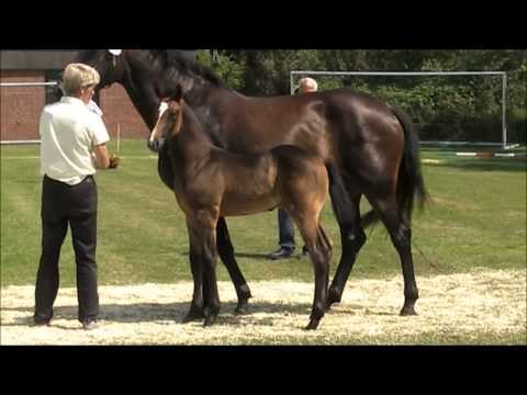 Hengstfohlen von Colman aus der Virginia von Caretino-Lord Calando-Sacramento
