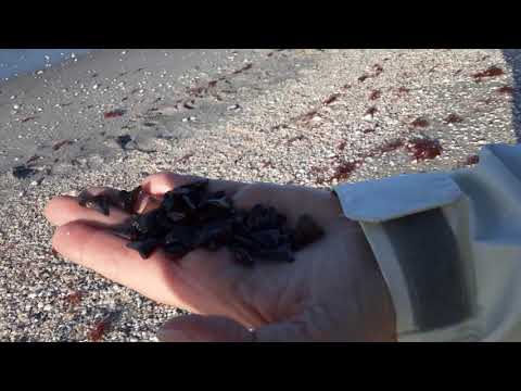 120720 shark's tooth hunt