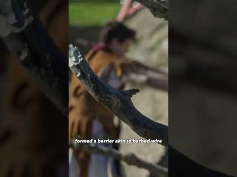 Julius Caesar's Ingenious Siege of Alesia #history #romanempire