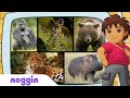 Let S Learn About The Fiercest Animal W Diego Noggin