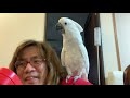 White Birb Speak Spell