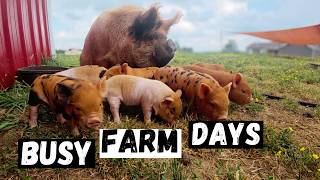 Catching Up on Life Around the Farm!