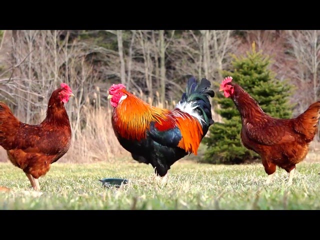 Видео Произношение Leghorn в Английский