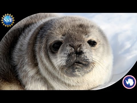 What is special about the Weddell seal? | Polar Science