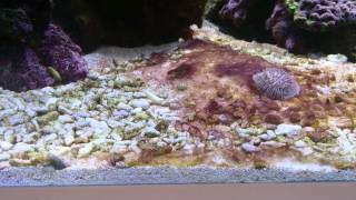 How to get rid of red slime algae