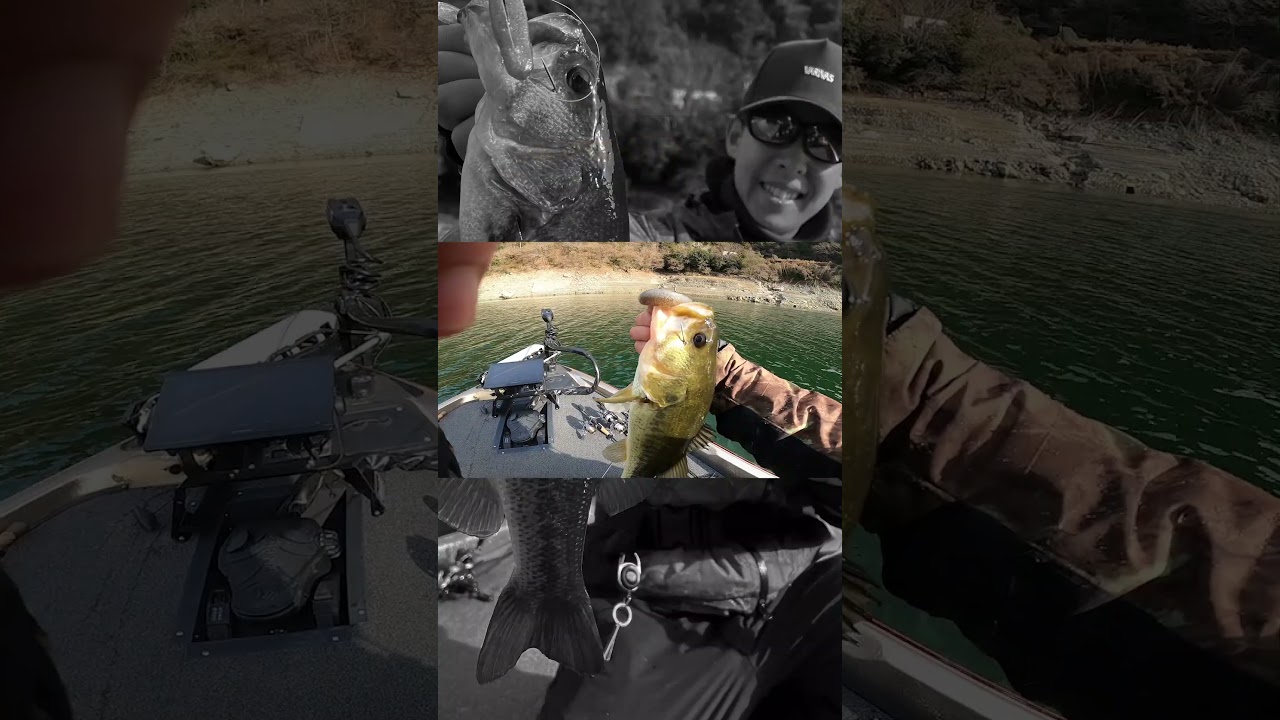 ヴァラップスイマーシリーズ最大サイズ”5.5inch”が熱い!!冬のリザーバー、シャローゲーム。#shorts  #bottomup #ボトムアップ  #早明浦ダム #バス釣り #鈴木翔