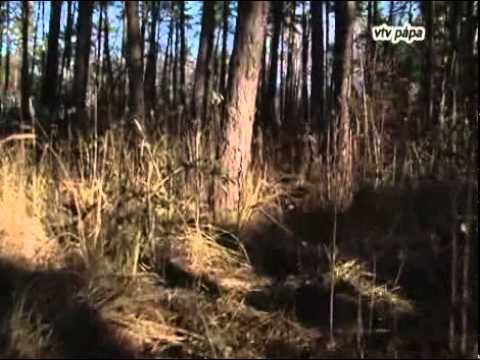 VTV Pápa Híradó, 2012.01.06. Péntek