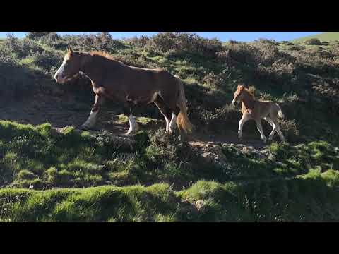 Jakobsweg #23 Saint Jean Pied de Port - Roncesvalles