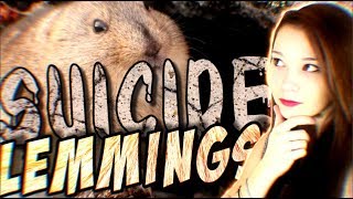 Cet ANIMAL se SUICIDE ? (Lemmings)