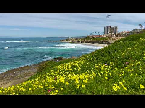 California Wildflowers & Ocean Sounds 🌼 🌊 La Jolla Cove Ambiance 🏖 Beach Nature Sounds for Relaxing