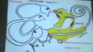 Dr Gehan from beginning of Ear till The Vestibule 7-4-2014