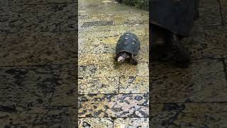 🇨🇴 Travelogue- turtle #animal #turtle #colombia #cartagena
