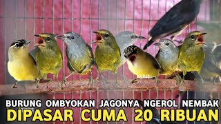 Download lagu BURUNG OCEHAN JAGO NGEROL NEMBAK OPJ PURTOTAL CUMA 20 RIBUAN DI PASAR BURUNG PRAMUKA  mp3