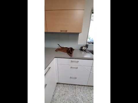 Crystal the Pet Nanny. LLC video.