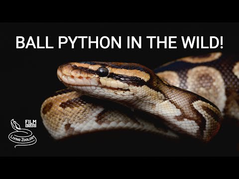 Ball python in the wild, finding the world's most favorite pet snake in West Africa!
