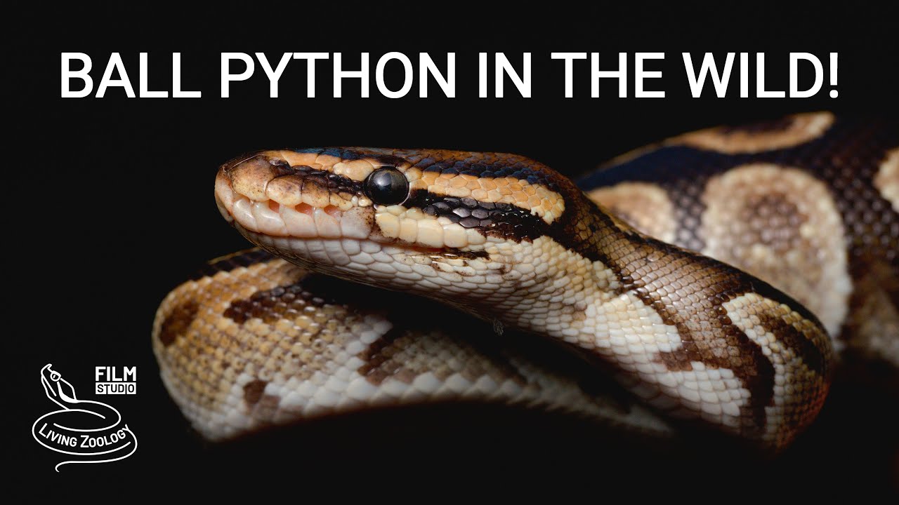 Ball python in the wild, finding the world's most favorite pet snake in West Africa!