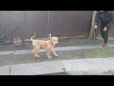 Perros Galgo Afgano en venta