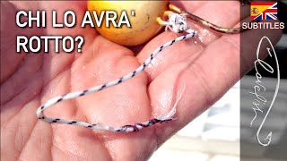 Quale pesce ha spezzato un filo che regge 100 kg