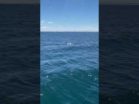 First Time Seeing a Great White Shark