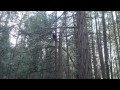 Weird Raven Sounds