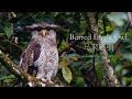 Calling Barred Eagle Owl 马来雕鸮 馬來雕鴞 Bubo Sumatranus マレーワシミミズク