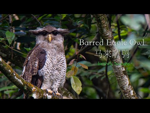 Calling Barred Eagle Owl (Bubo sumatranus)