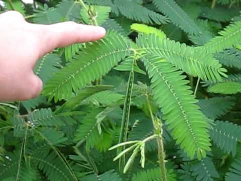 download lagu mp3 mp4 Sensitive Fern, download lagu Sensitive Fern gratis, unduh video klip Sensitive Fern