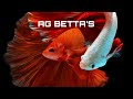 Nemo Candy Whatsapp Status AG BETTA S Bettafish Bettaindonesia Bettathailand Betta