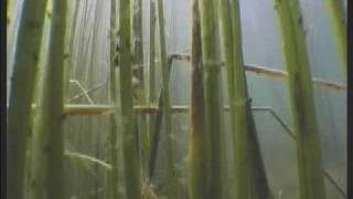 preview picture of video 'Diving in Lake Titicaca in search for the holy frog Kaira.wmv'