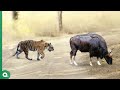 This Stupid Tiger Attacked The Wrong Bull It Paid Heavy Price
