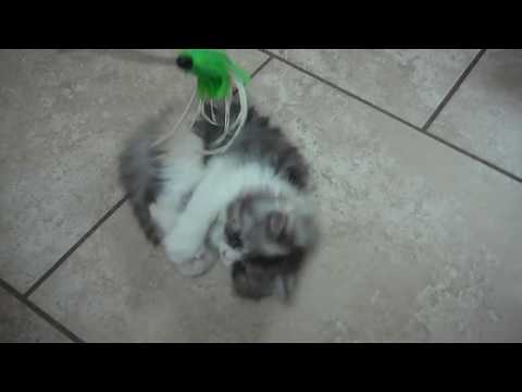 Paz4PlayCattery.com Kalisa