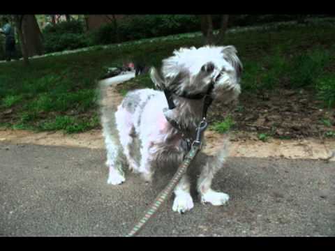 Chompers By Vitor Gomes & Everton Georg Dog Walker Service